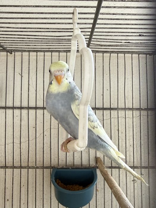 Periquitos Australianos