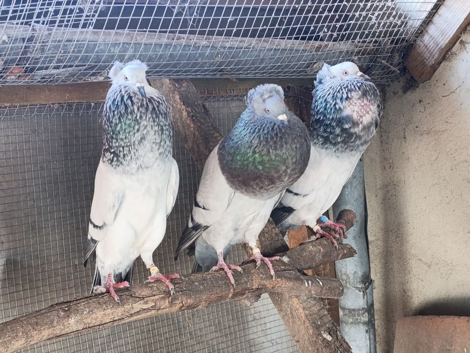 Garłacze szymle para