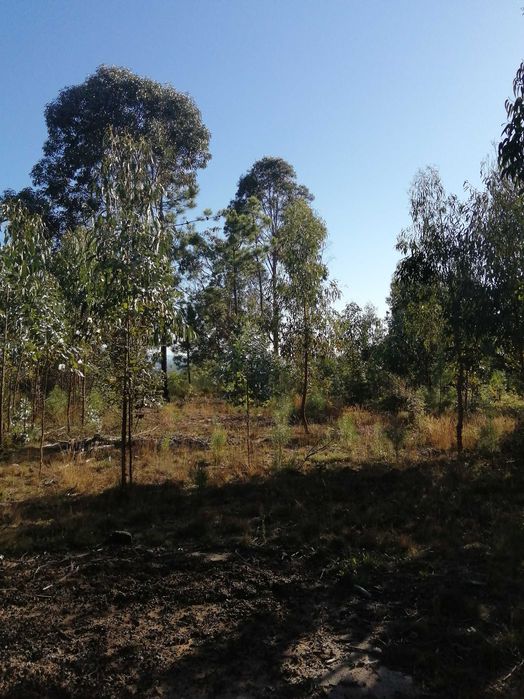 Terreno florestal com boa localização em Nelas