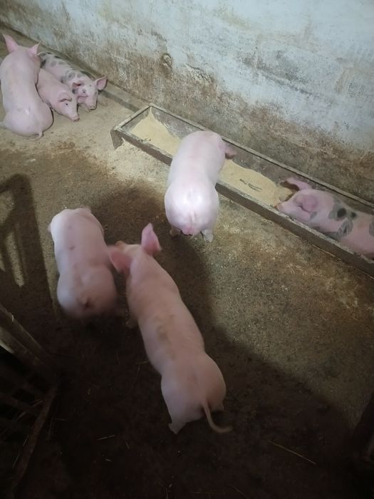 Поросята ландрас+ петрен