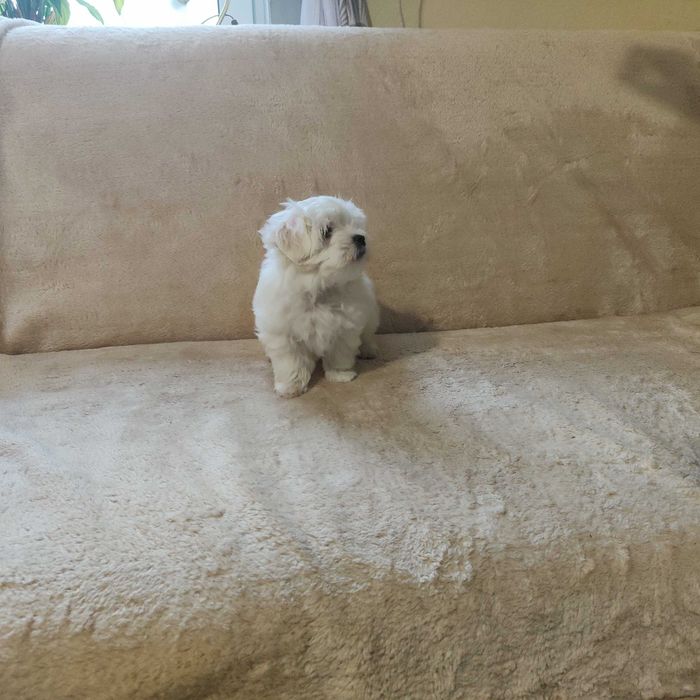 MALTAŃCZYK maltańczyk szczeniak piesek ZKwP (FCI)