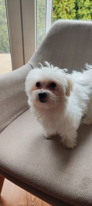 Śliczne maltańczyki