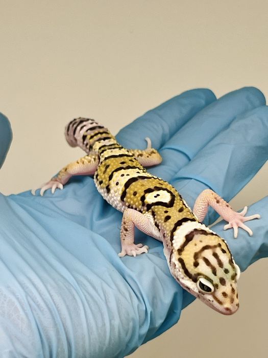 Gekon lamparci gekony lamparcie