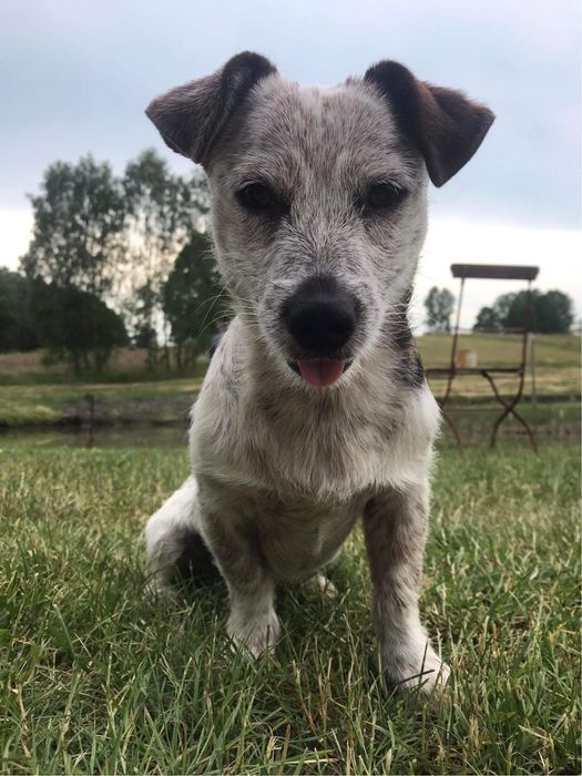 Oddam psa w dobre ręce.