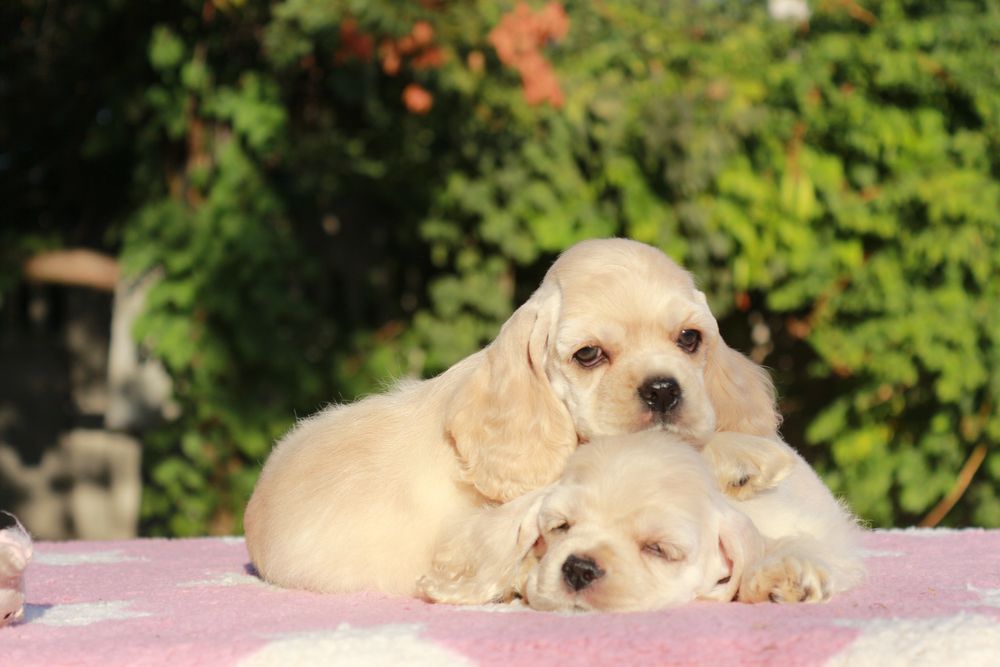 Американський Кокер Спаніель