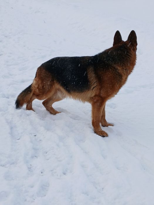 Німецька вівчарка КСУ  вязка