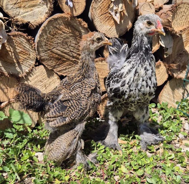 Galinhas jovens– Pekin Lavanda, Brahma e Padovana
