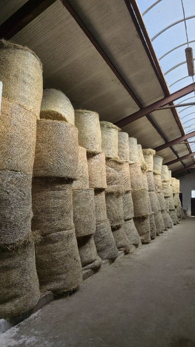 Siano pogodne  w belach 125 cm