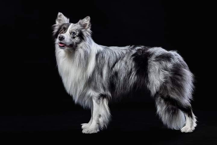 Czekoladowa suczka border collie FCI / ZKwP
