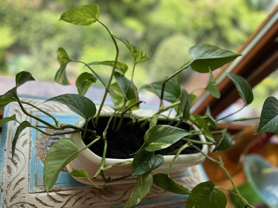 Epipremnum z kremową podłużną doniczką