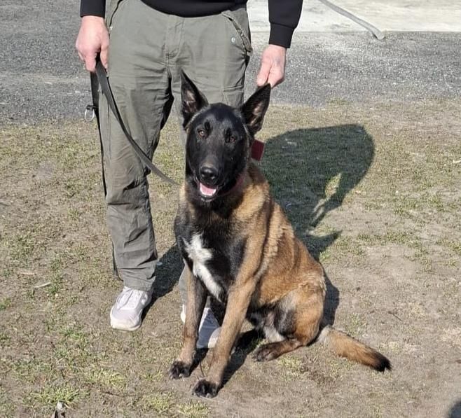 Owczarek belgijski Malinois