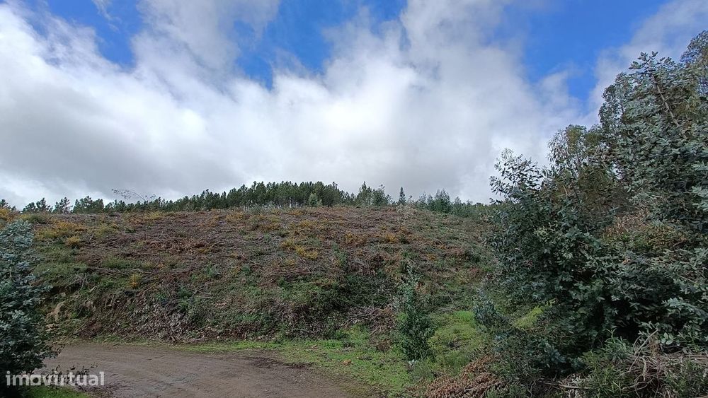 Terreno Pinhal - Covão de Trigo
