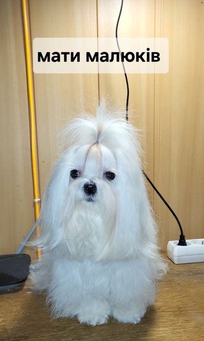 Відкрита бронь на мальтійських болонок