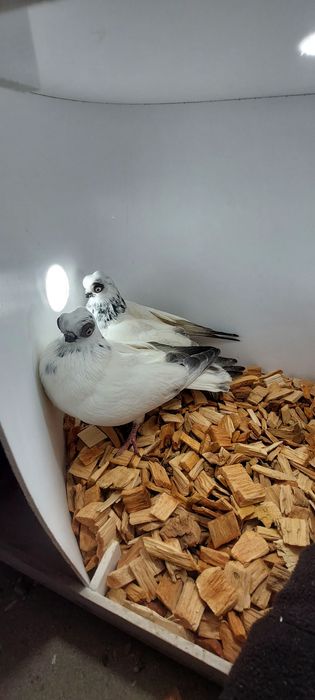 Szek, szeki, krotkodzioby polski