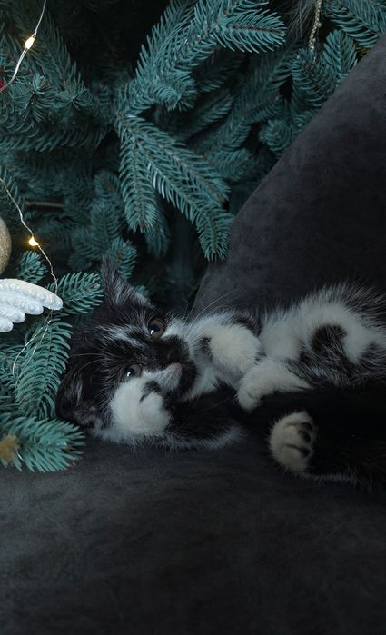 Кошеня, кіт, котик, киця