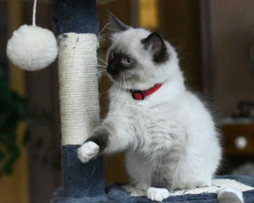 Ragdoll kotka seal mitted