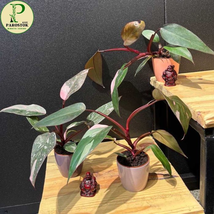 Філодендрон. Санлайт. Плющевидний. Принц Оф Оранж. Пінк Бікіні.