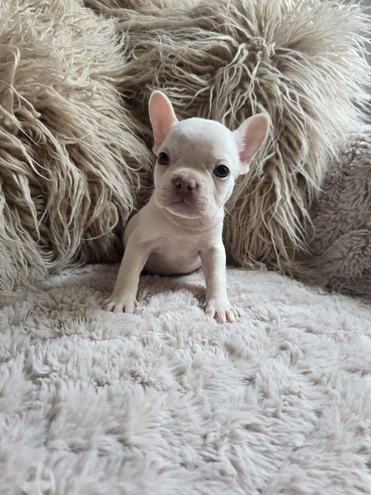 Buldog francuski