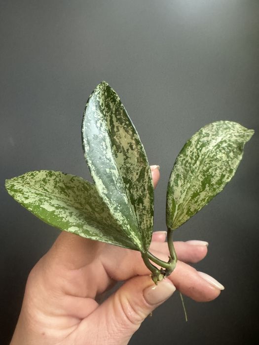 Hoya Publicalyx Silver Spot