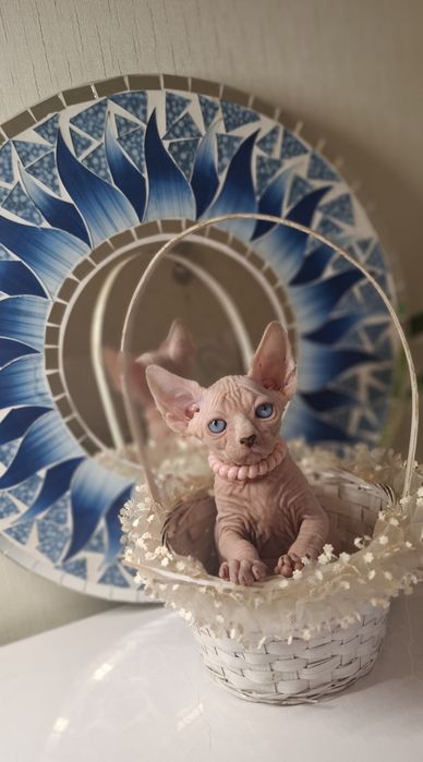 Котята канадского сфинкса