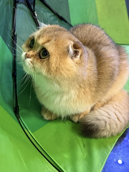 Золота Шиншила, хлопчик фолдік, 3 місяці