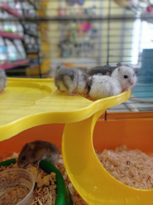 Джунгарики хом'яки