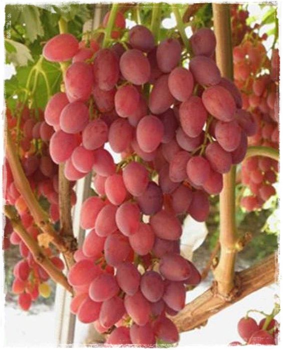 Videira de Uvas dedo de bruxa Compridas ROSÊ- Vermelha  Apenas envios