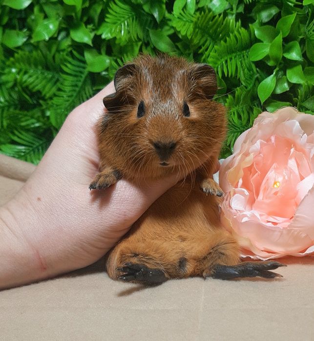 Морская свинка,морська свинка,морские свинки,морські свинки,агути