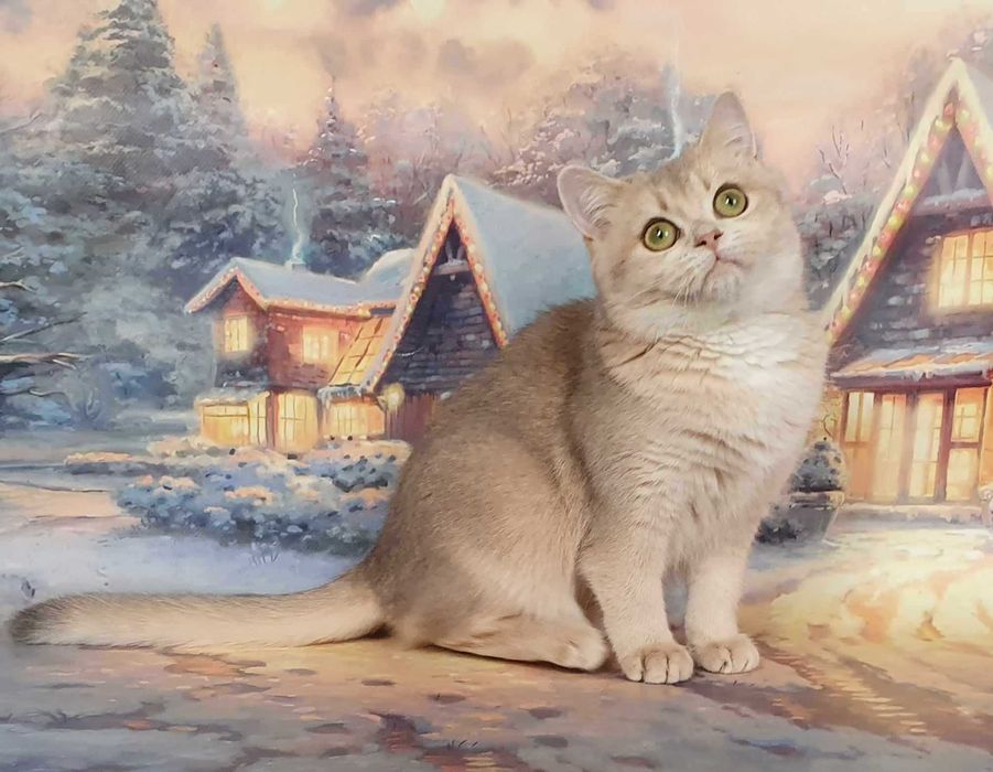 Люсьен - скоттиш страйт ny11