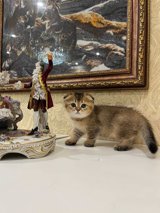 Розкішний шотландський хлопчик Скоттіш Фолд. Золота шиншила.