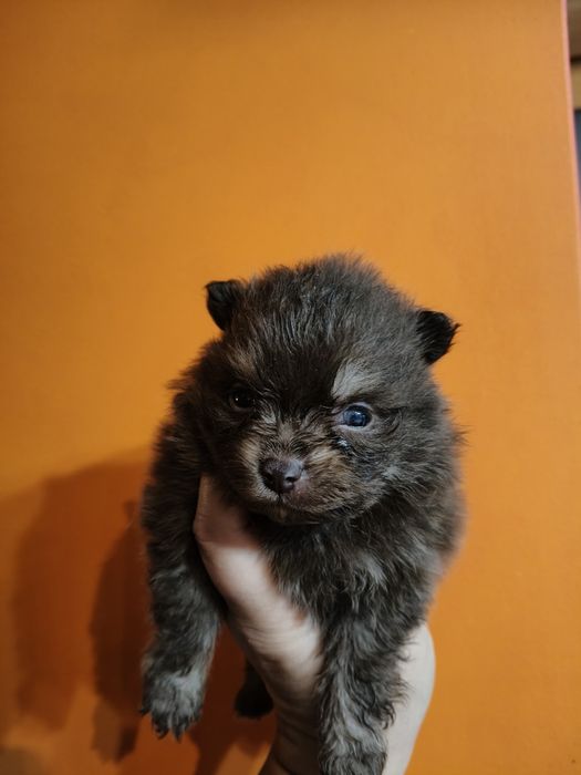 Lulu da Pomerânia linhagem Russa