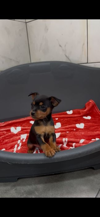 Pinscher macho miniatura