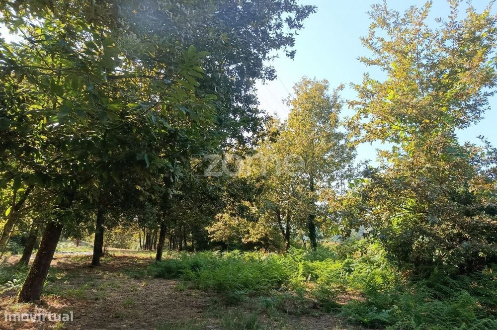 Terreno com casinha agrícola em Vila Verde, Braga