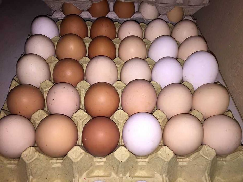 Jajka od szczęsliwych kórek