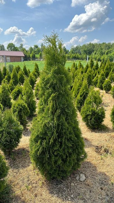 Tuja Szmaragd PREMIUM thuja sadzenie i dowóz do klienta