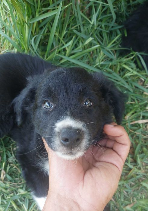Collie preto e branco