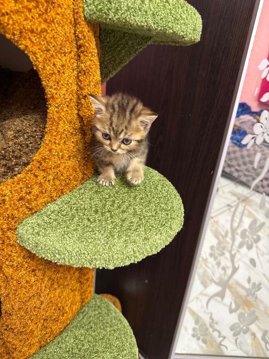 Шотландські кошенята