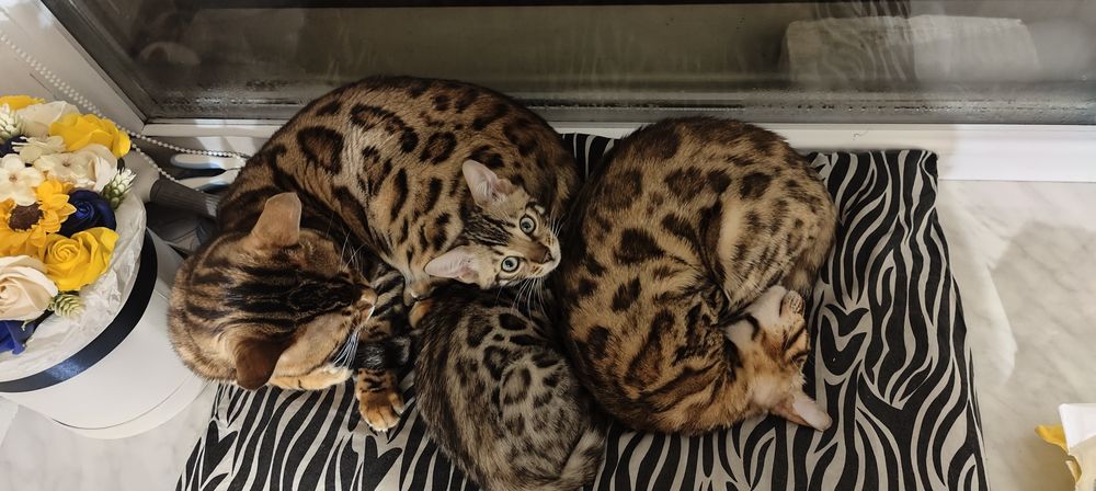 Кошенята. Бенгальські кошенята