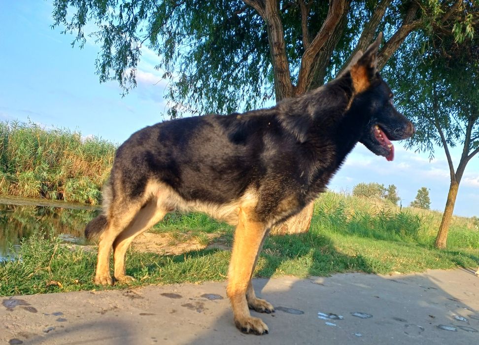 Овчарка ВЕО,вязка