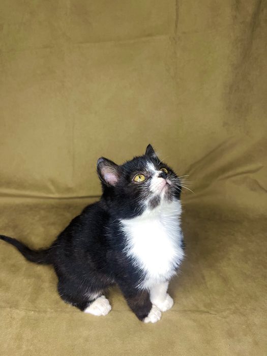 безкоштовно кошенята,котята,котики