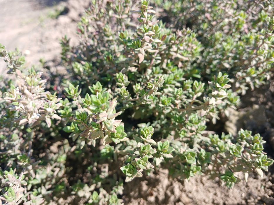 Чебрець однорічні саджанці