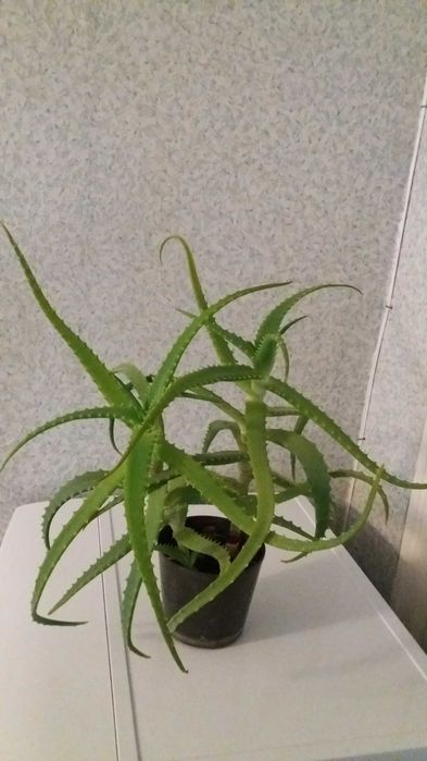 Цветок алоэ древовидный