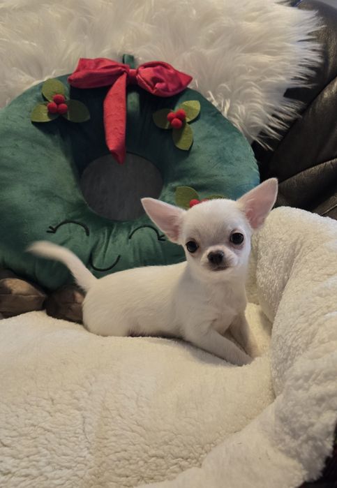 Chihuahua krótkowłosa