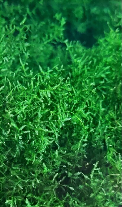 Мох різдвяний (Christmas moss)
