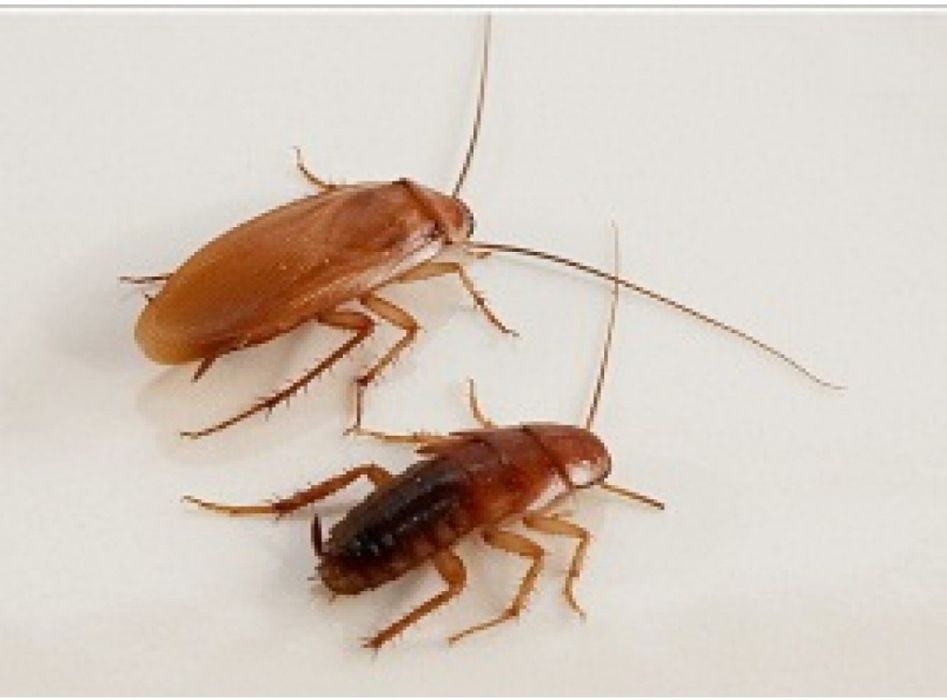 Туркменские тараканы.