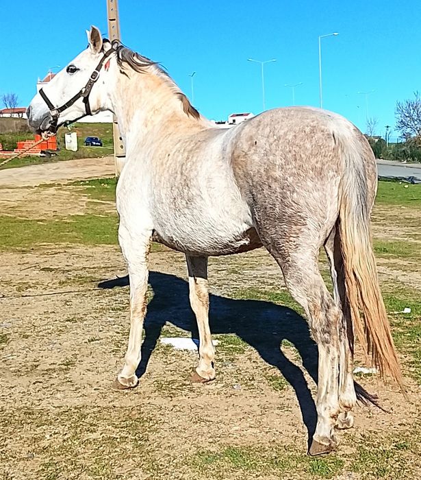 Égua típica.      .