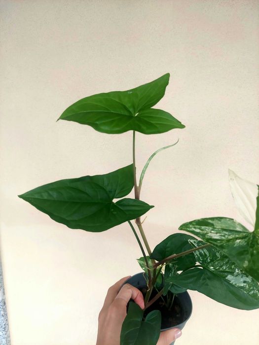 Planta Syngonium albo variegatum