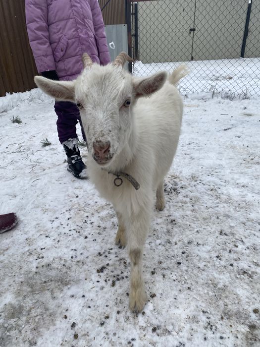 Продам кізочок  .