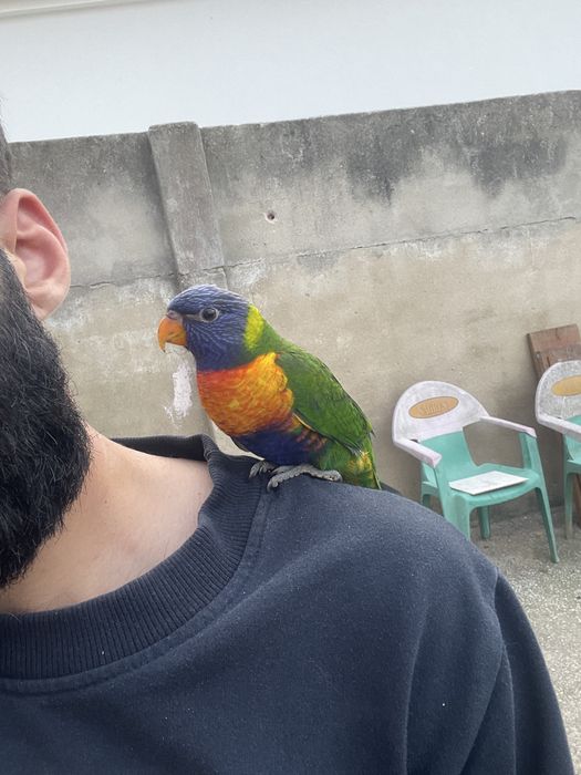 Loris criado a papa muito meigo