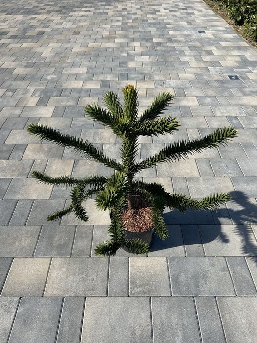 Araucaria chilijska Małpie drzewo 60-70 cm